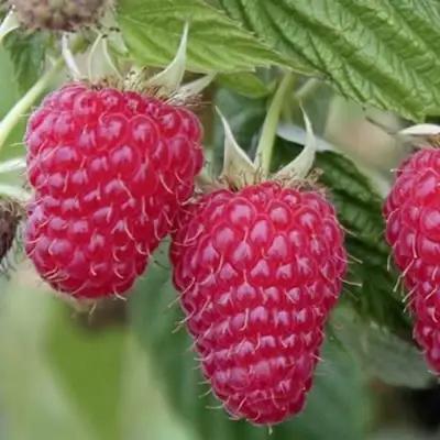 Малина ТУЛАМИН в Калинковичах