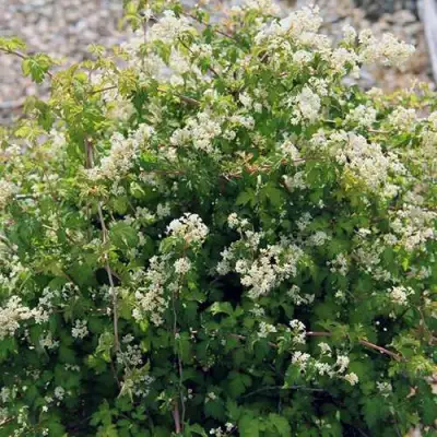 Стефанандра КРИСПА надрезаннолистная в Калинковичах