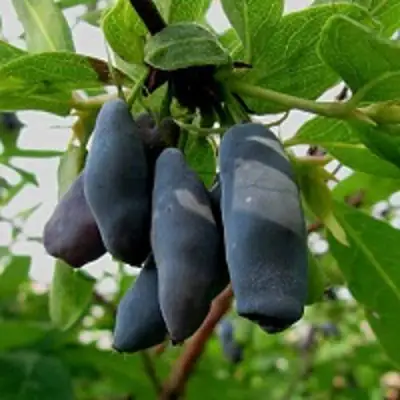 Жимолость съедобная ЧУЛЫМСКАЯ в Калинковичах