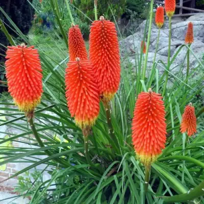 Книфофия БЕНГАЛ ФАЕР гибридная в Калинковичах