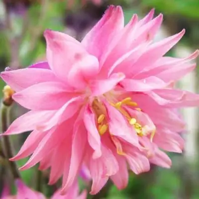 Аквилегия БАРЛОУ ПИНК гибрид МакКаны в Калинковичах