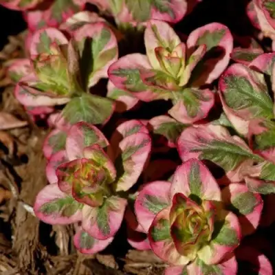 Вербейник АЛЕКСАНДР точечный в Калинковичах