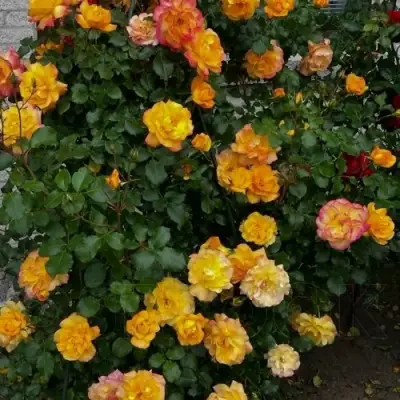 Роза САХАРА плетистая в Калинковичах