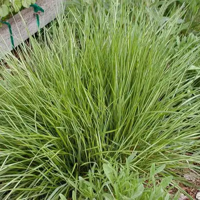 Вейник АВАЛАНШ остроцветковый в Калинковичах