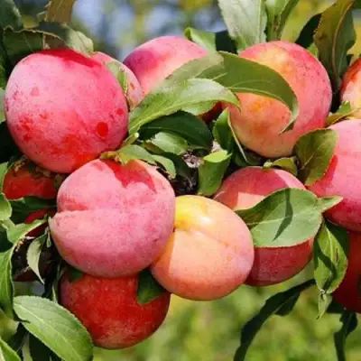 Слива ФАВОРИТЕ ДЕ СУЛТАНО в Калинковичах