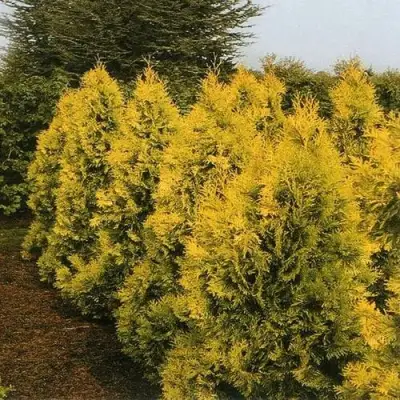 Туя ЕВРОПА ГОЛД западная в Калинковичах