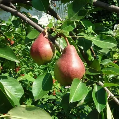 Груша РУМЯНАЯ КЕДРИНА в Калинковичах