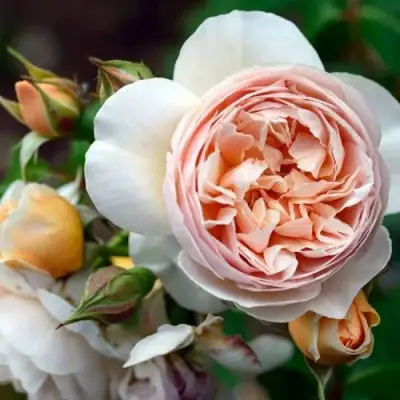 Роза ДЖУЛЬЕТТА английская в Калинковичах