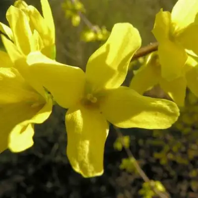 Форзиция ФОРЧУНА в Калинковичах