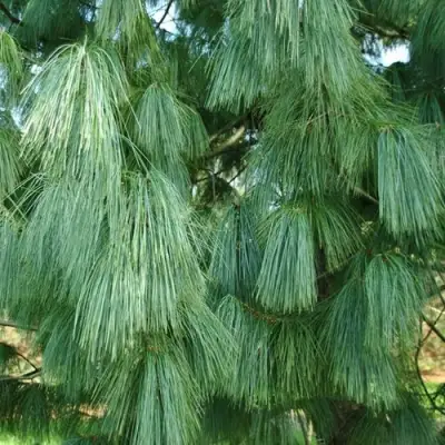 Сосна гриффита в Калинковичах