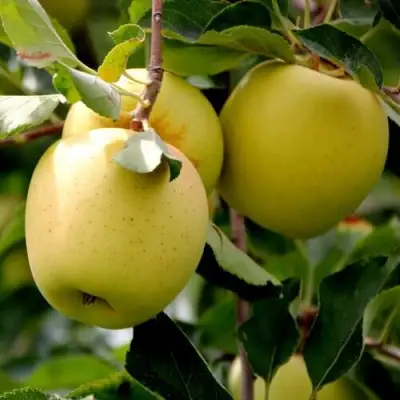 Яблоня ГОЛДЕН ВЛАДИМИРСКИЙ в Калинковичах
