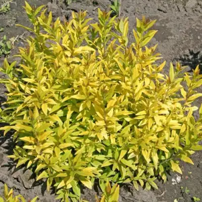 Бирючина АУРЕА обыкновенная в Калинковичах