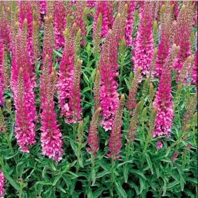 Вероника РОНИКА ФУКСИЯ в Калинковичах