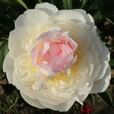 Пион БЛАШ КВИН травянистый в Калинковичах