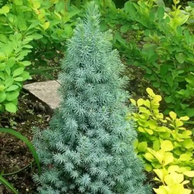 Ель КОНИКА сизая в Калинковичах