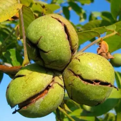 Грецкий орех ПИНСКИЙ в Калинковичах