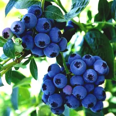 Голубика РЕКА в Калинковичах