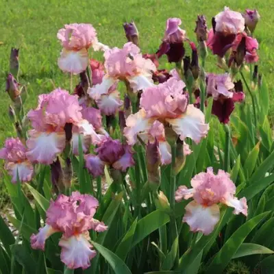 Ирис БЛАШИНГ ПИНК бородатый в Калинковичах