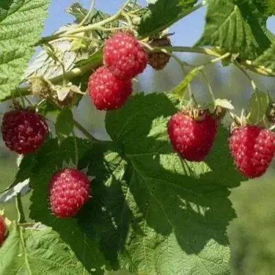 Малина КОЛОКОЛЬЧИК в Калинковичах