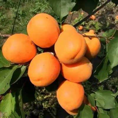 Абрикос ХАРГРАНД в Калинковичах