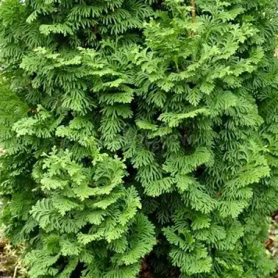 Туя СПИРАЛИС МИНИ западная в Калинковичах