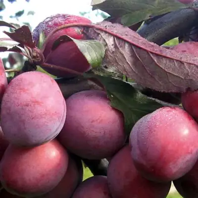 Слива ПАННА в Калинковичах