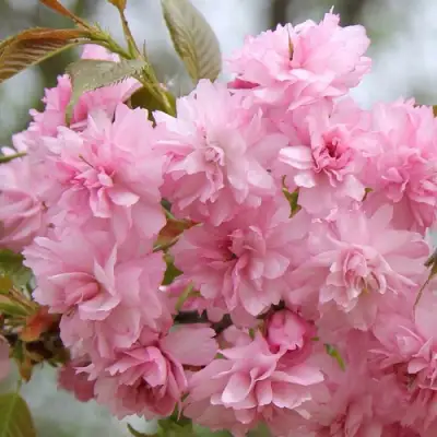 Сакура РОЗЕА ПЛЕНА в Калинковичах