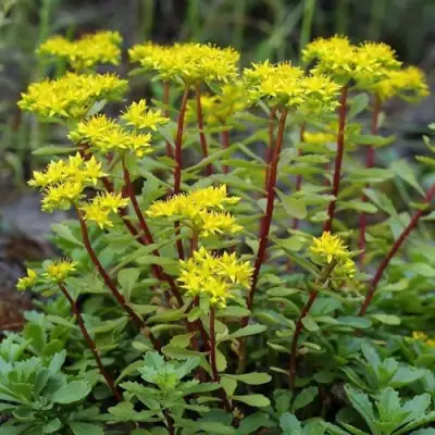 Очиток (седум) ИММЕРГРЮНХЕН в Калинковичах