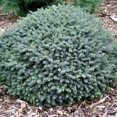 Ель ЭХИНИФОРМИС сизая в Калинковичах