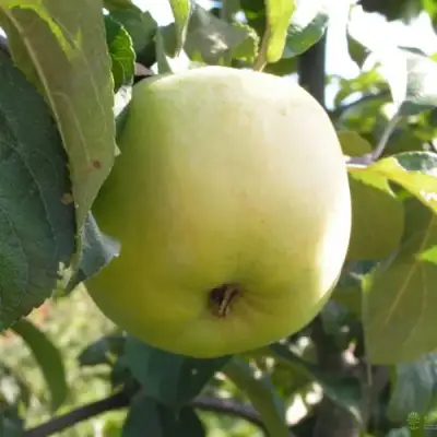 Яблоня АНТОНОВКА ОБЫКНОВЕННАЯ в Калинковичах