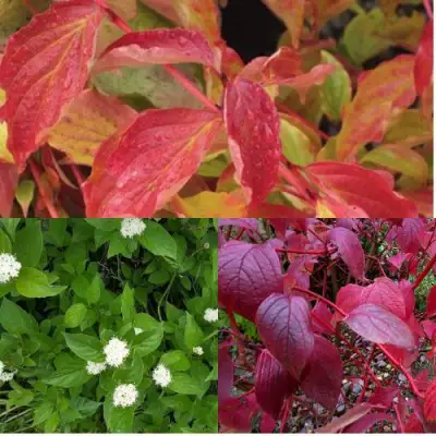 Комплект СЕВЕРНОЕ СИЯНИЕ в Калинковичах