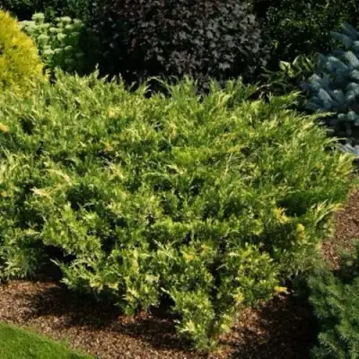 Можжевельник ВАРИЕГАТА казацкий  в Калинковичах