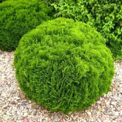 Туя ДАНИКА западная в Калинковичах