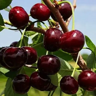 Вишня РОВЕСНИЦА в Калинковичах