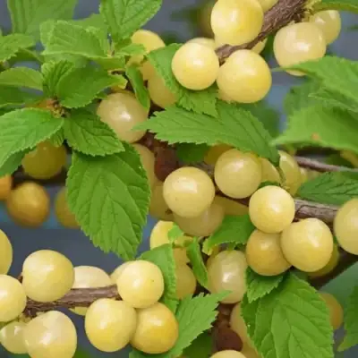 Вишня СНЕВИТ войлочная в Калинковичах