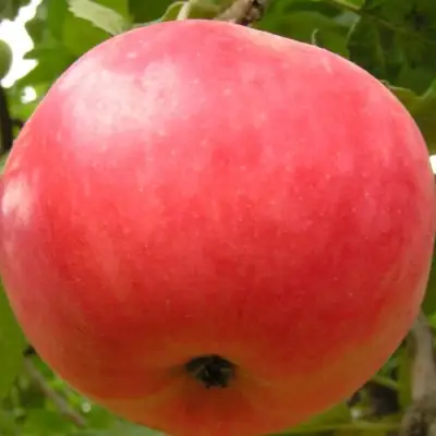 Яблоня СУЙСЛЕПСКОЕ (МАЛИНОВКА) в Калинковичах