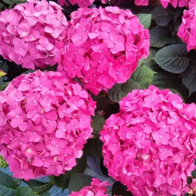 Гортензия ЭНДЛЕСС САММЕР ЛАВ крупнолистная в Калинковичах