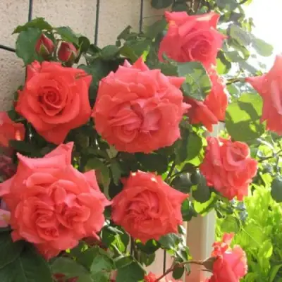 Роза ДИ ДИ БРИДЖУОТЕР плетистая в Калинковичах