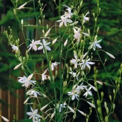 Венечник ветвистый в Калинковичах