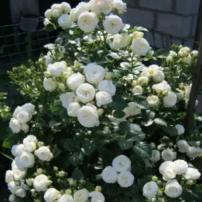 Роза АРТЕМИС шраб в Калинковичах