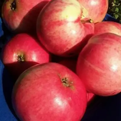 Яблоня СУЙСЛЕПСКОЕ (МАЛИНОВКА) в Калинковичах