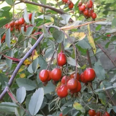 Роза сизая в Калинковичах