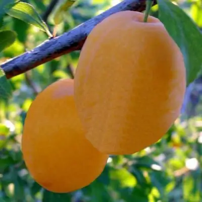 Слива НАТАША в Калинковичах