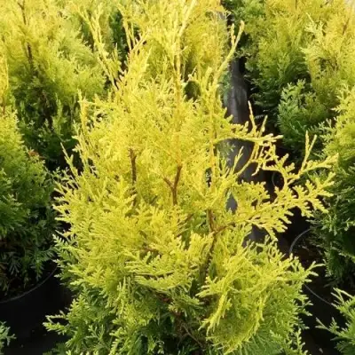 Туя ГОЛДЕН БРАБАНТ западная в Калинковичах