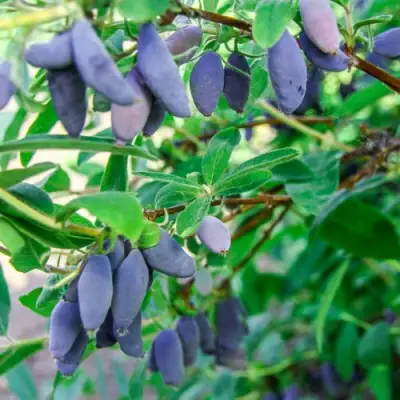Жимолость съедобная БЛЮ БАНАНА (ГОЛУБОЙ БАНАН) в Калинковичах