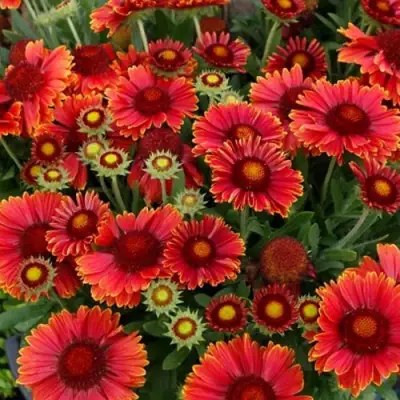 Гайлардия АРИЗОНА РЕД ШЕЙДС в Калинковичах