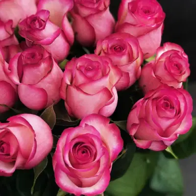 Роза КАРУСЕЛЬ чайно-гибридная в Калинковичах