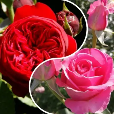 Комплект РОМАНТИЧЕСКИЙ БУКЕТ в Калинковичах