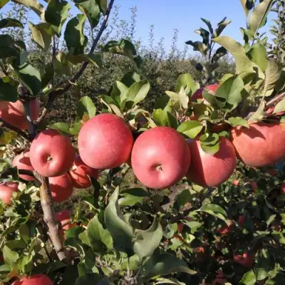Яблоня ЧЕМПИОН РЕНО в Калинковичах