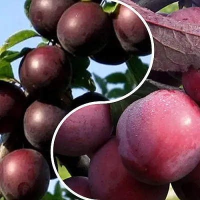 Комплект ИЗЮМИНКА САДА в Калинковичах